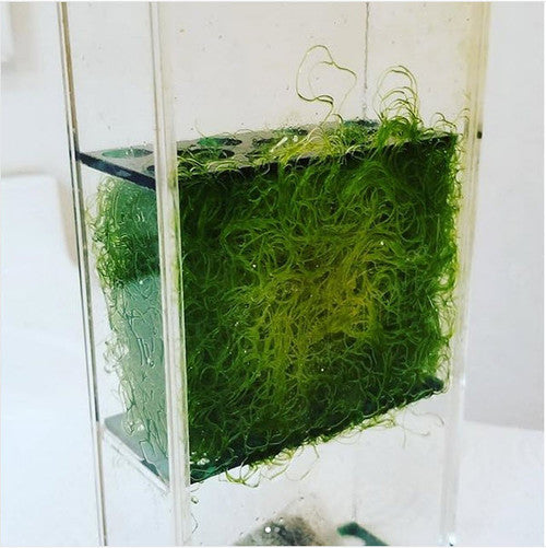 inTank Media Basket for Fluval Spec 2.6, Spec V, Spec 5, Evo 5, Evo 19L Spec 19L