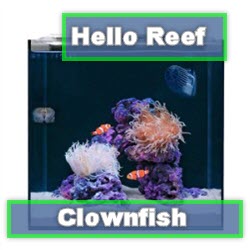 Clown Fish