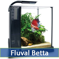 Betta
