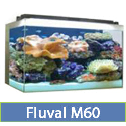 M60