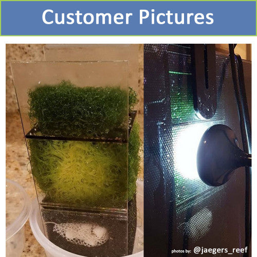 inTank Chamber Two Media Basket For Fluval Evo 13.5 and Fluval Spec 16